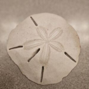 Natural Sand Dollar Decor